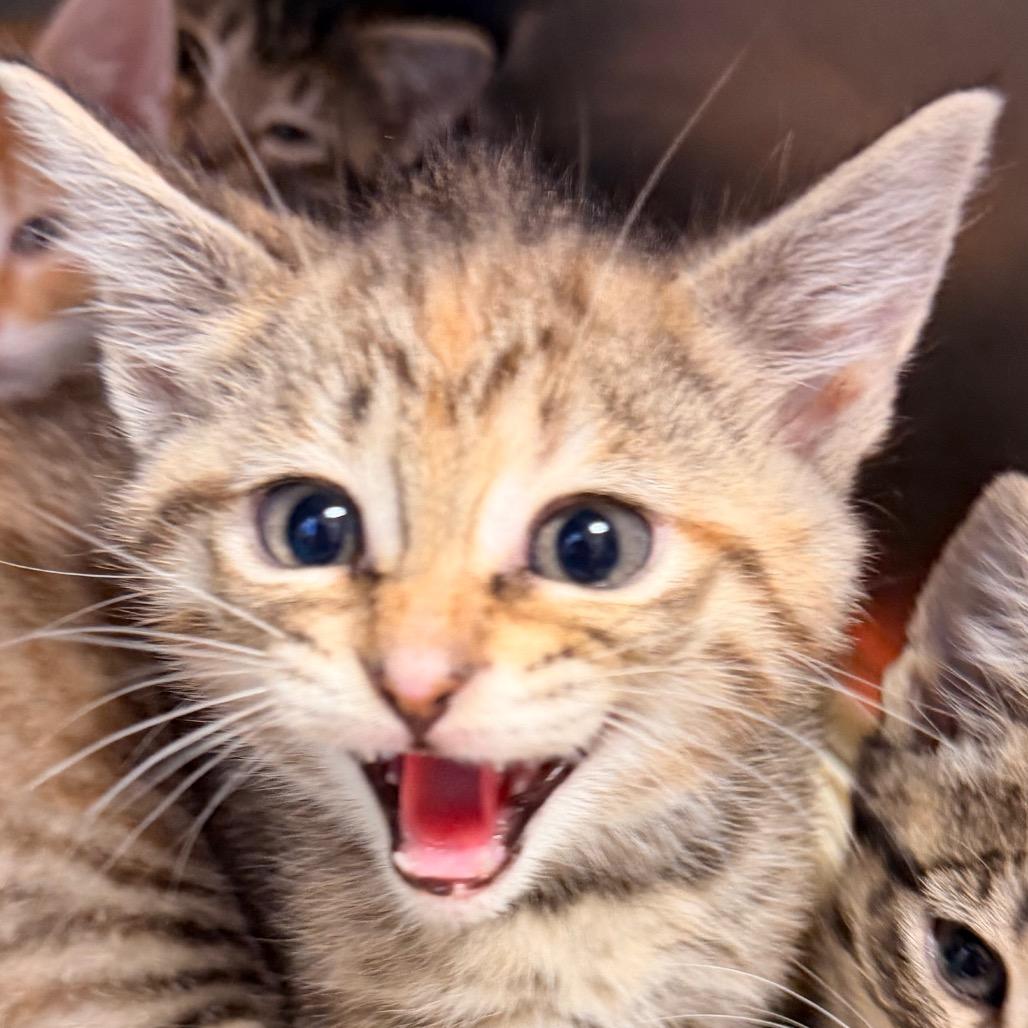 Enlarge Litha, an adopted Domestic Short Hair in Corydon, IN image 1/1