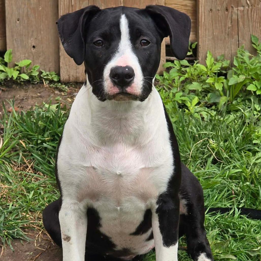 Enlarge Lucy, a Adoptable mixed breed in Alma, WI image 1/6
