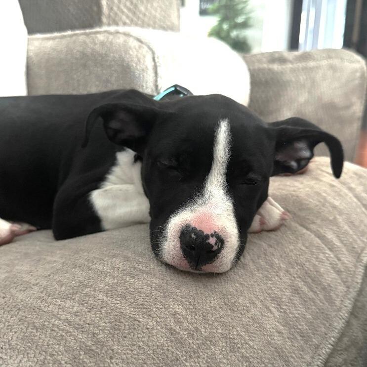 Enlarge Lucy, a Adoptable mixed breed in Alma, WI image 1/4