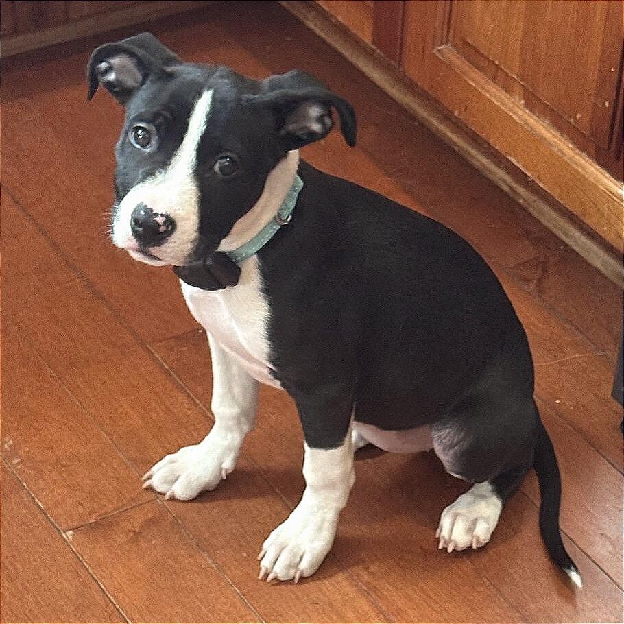 Enlarge Lucy, a Adoptable mixed breed in Alma, WI image 2/4