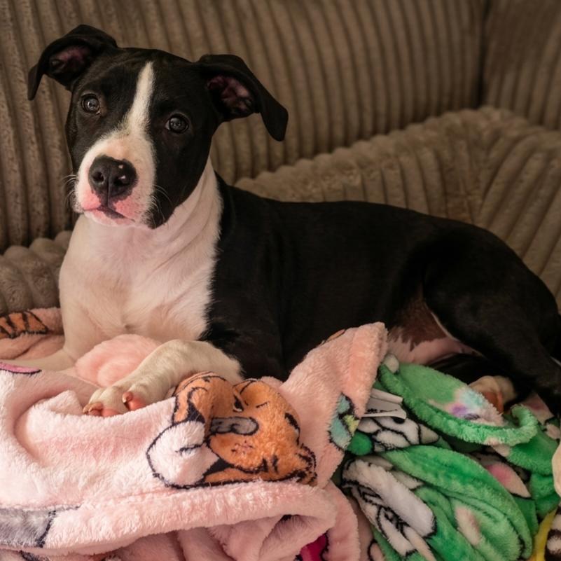 Enlarge Lucy, a Adoptable mixed breed in Alma, WI image 2/6