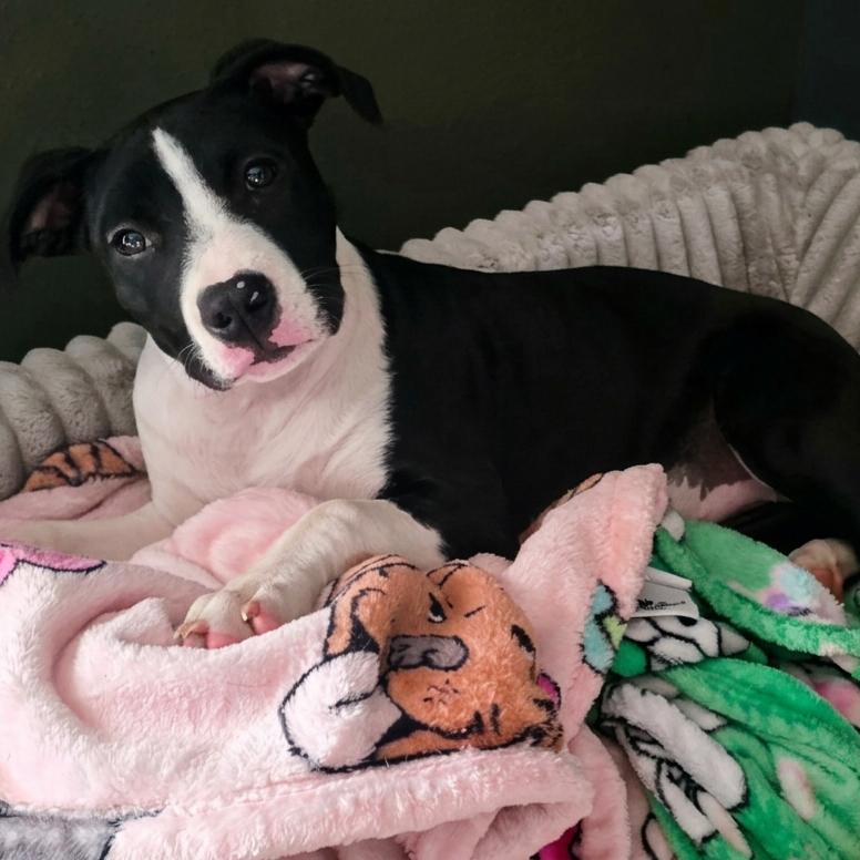 Lucy, a Adoptable mixed breed in Alma, WI image 1/6