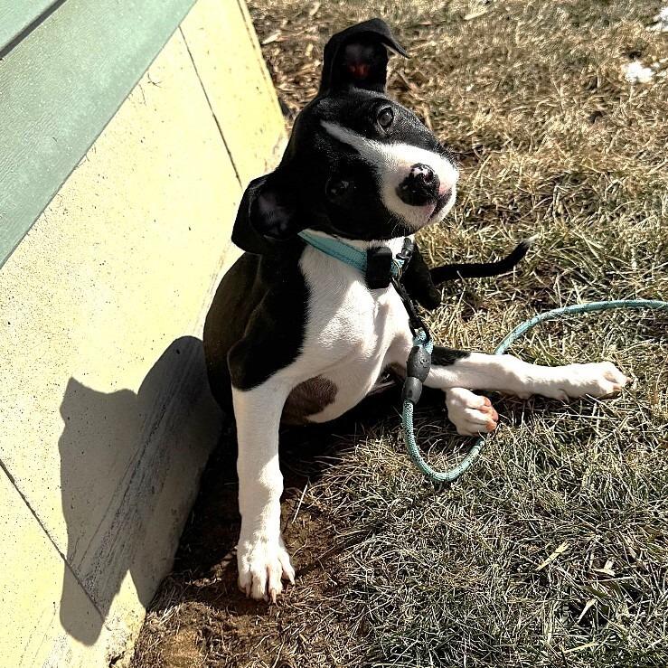 Enlarge Lucy, a Adoptable mixed breed in Alma, WI image 3/4