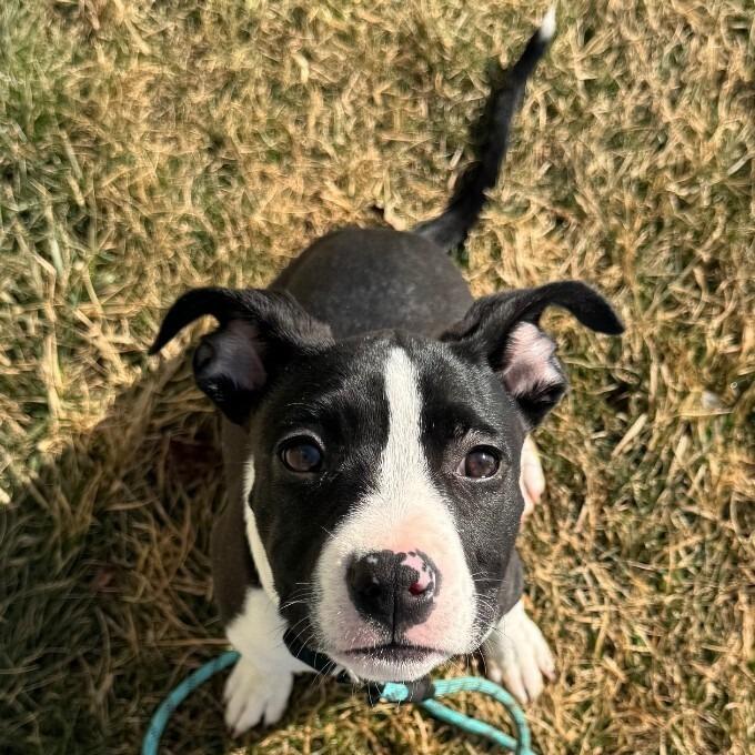 Enlarge Lucy, a Adoptable mixed breed in Alma, WI image 4/4