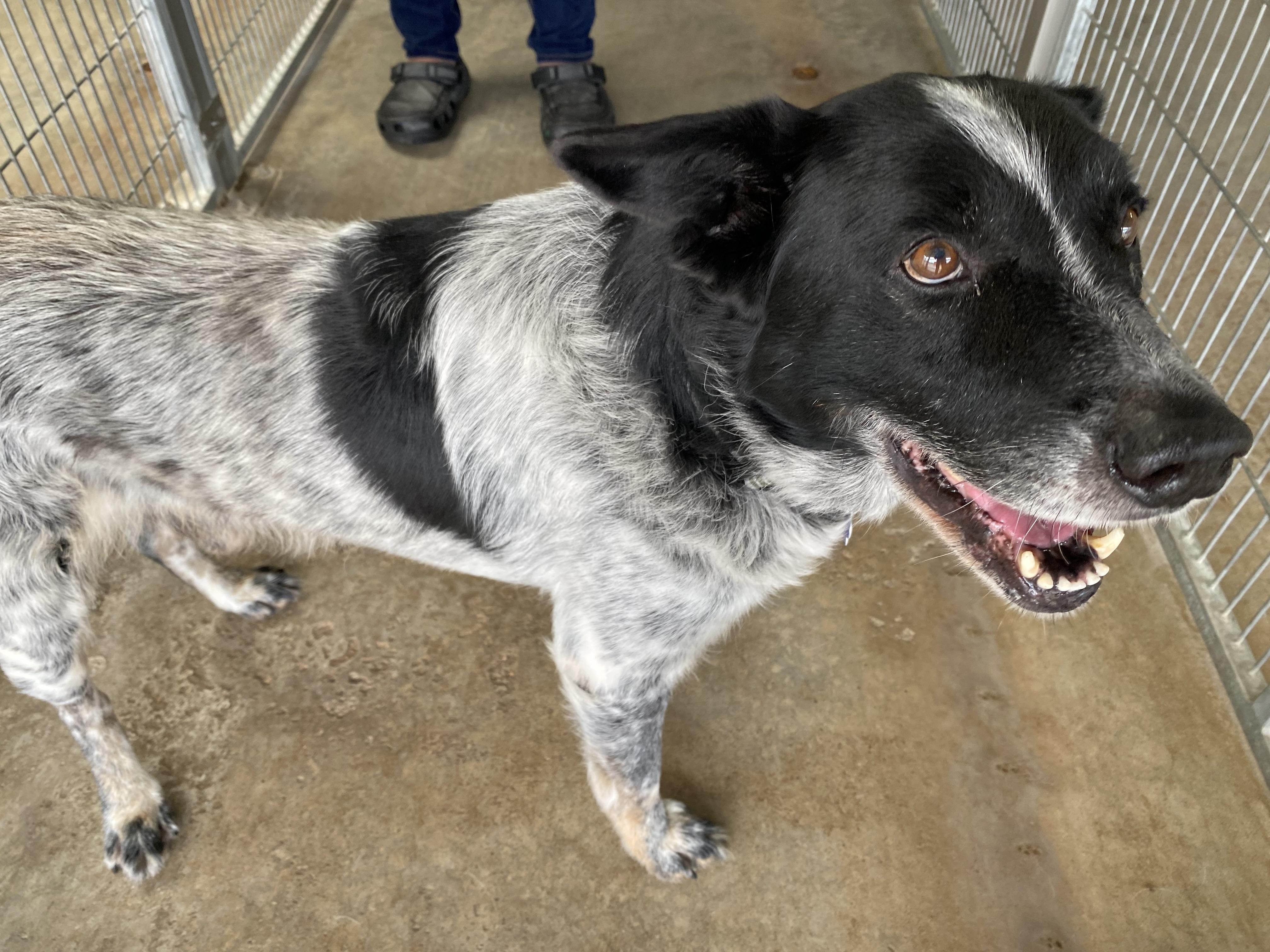 Enlarge Micky, a Adoptable mixed breed in El Paso, TX image 4/6