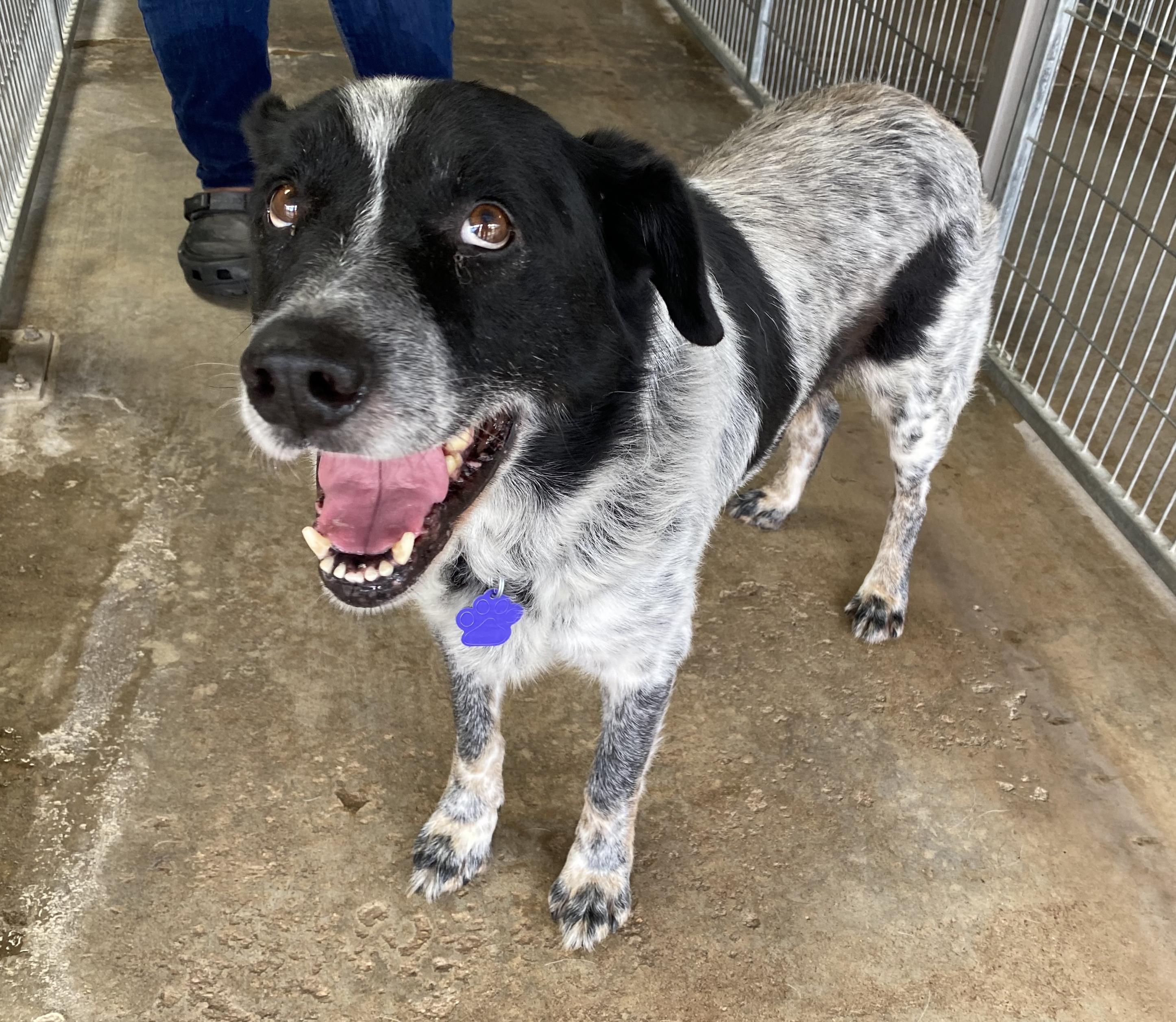 Enlarge Micky, a Adoptable mixed breed in El Paso, TX image 2/6