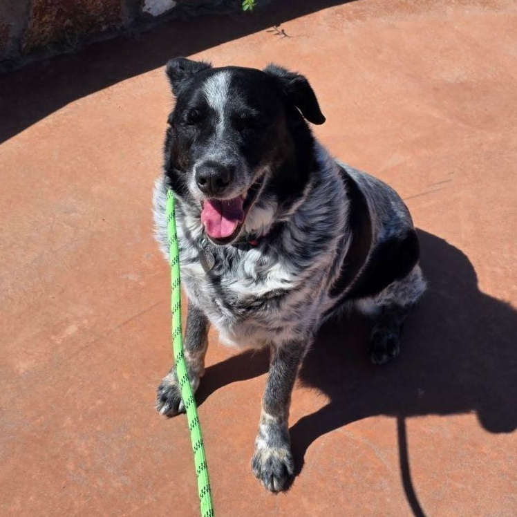 Enlarge Micky, a Adoptable mixed breed in El Paso, TX image 1/6