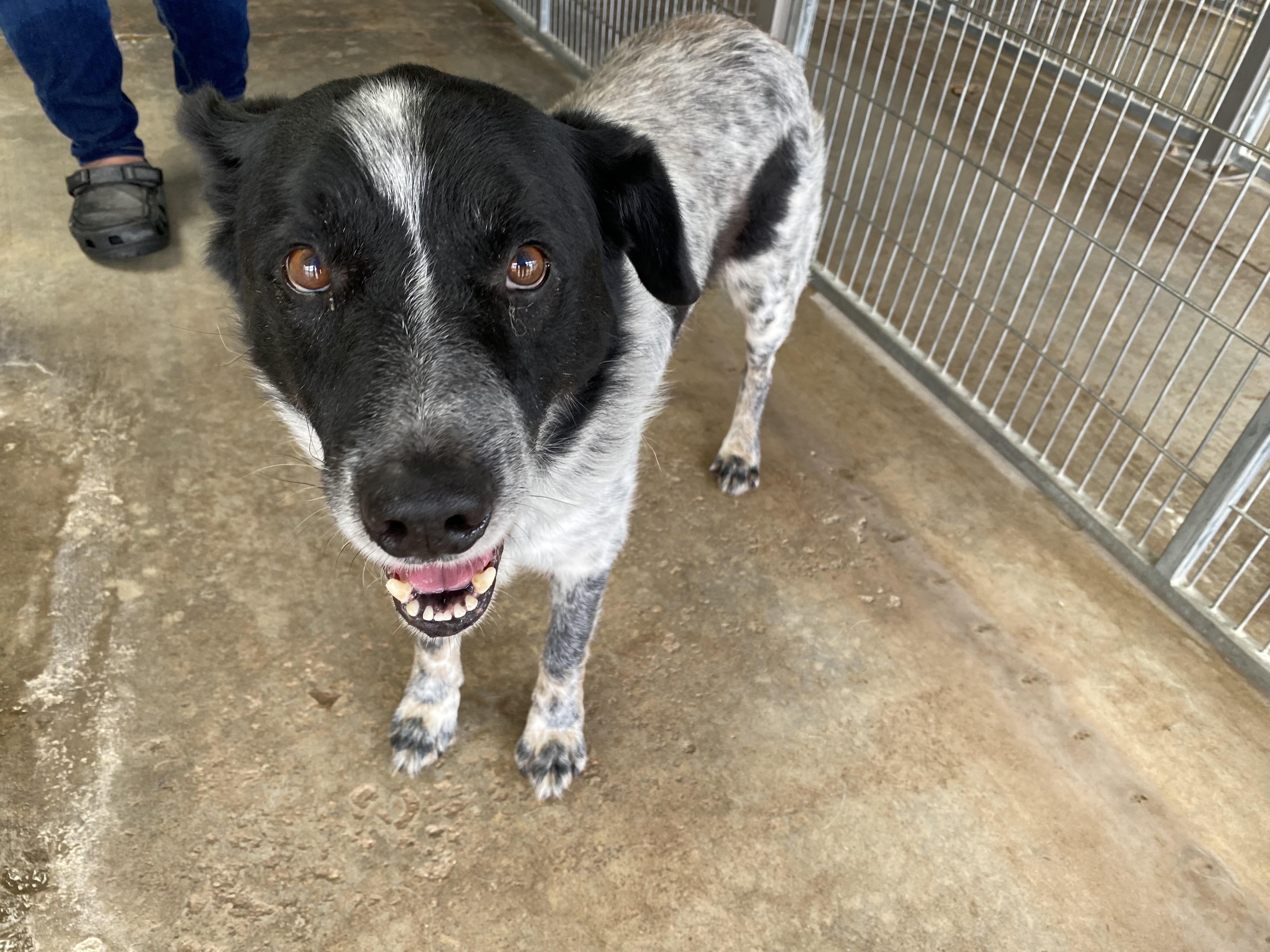 Enlarge Micky, a Adoptable mixed breed in El Paso, TX image 6/6
