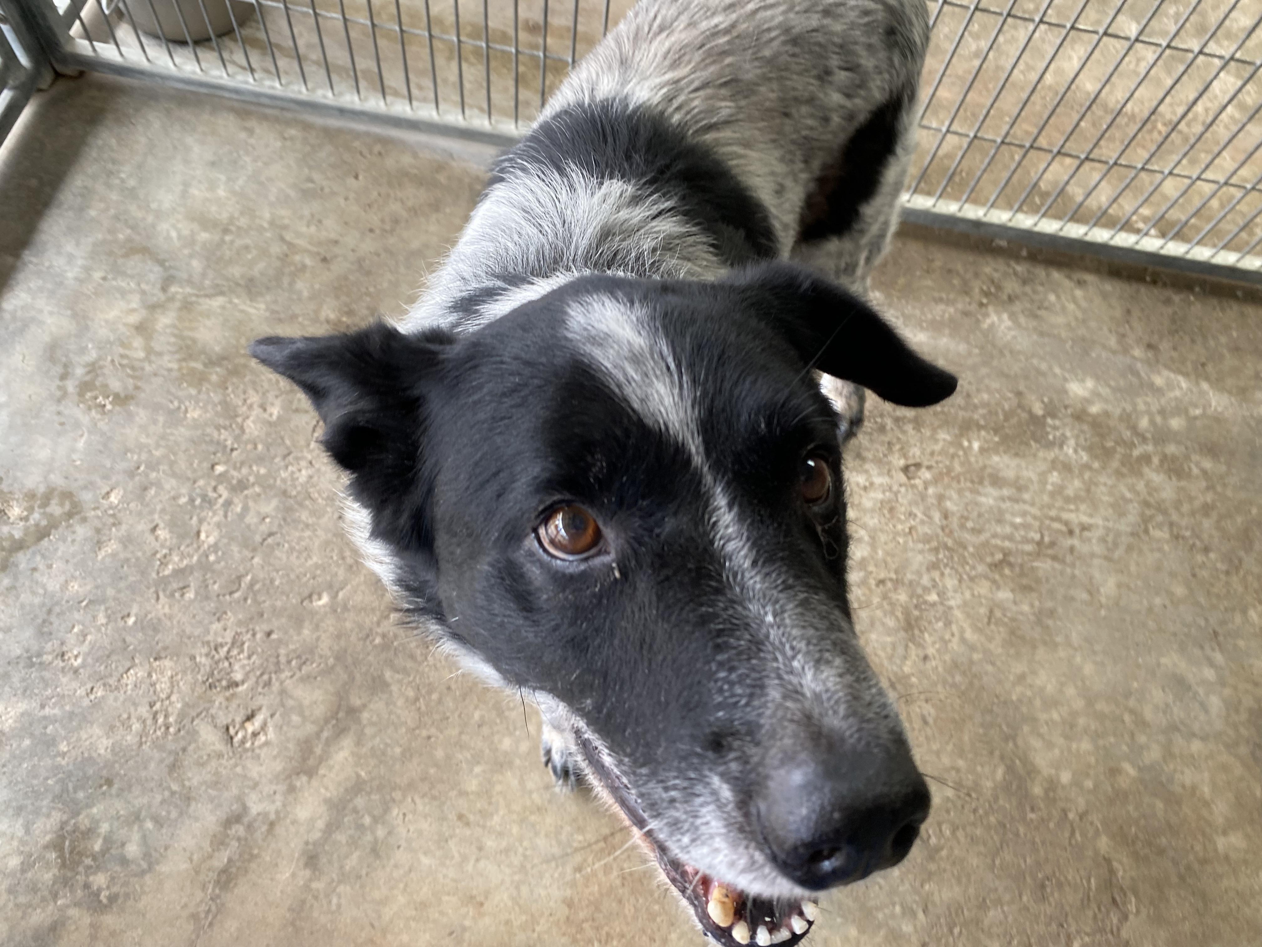 Enlarge Micky, a Adoptable mixed breed in El Paso, TX image 5/6
