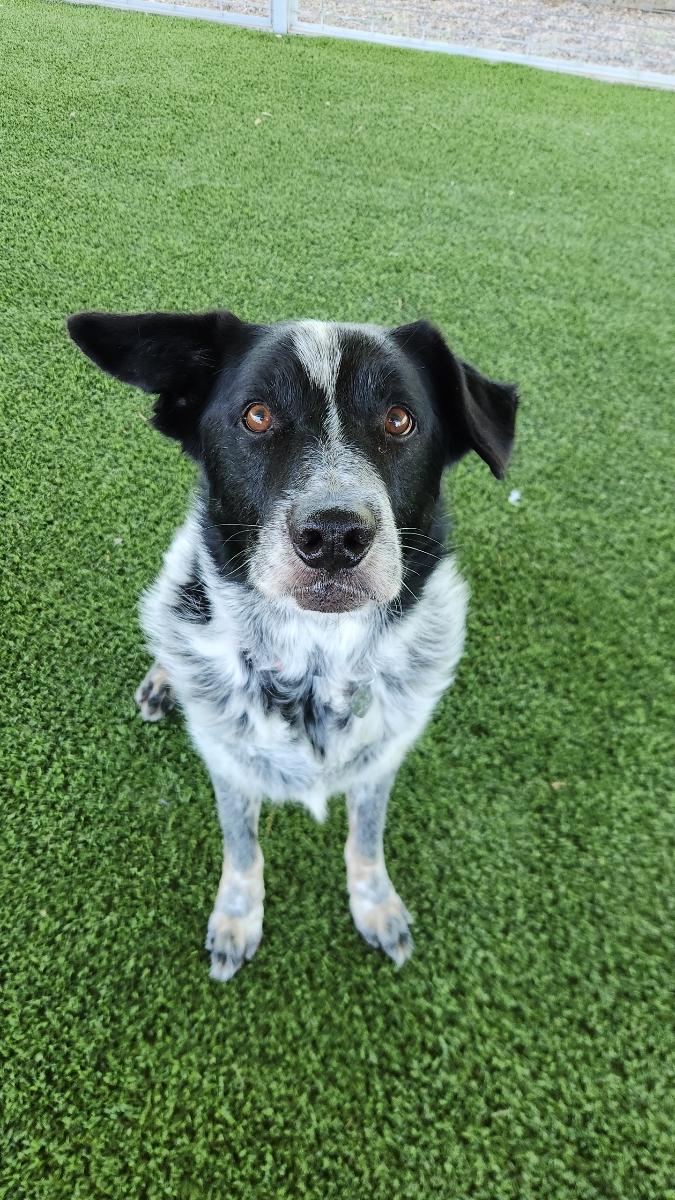 Enlarge Micky, a Adoptable mixed breed in El Paso, TX image 3/6