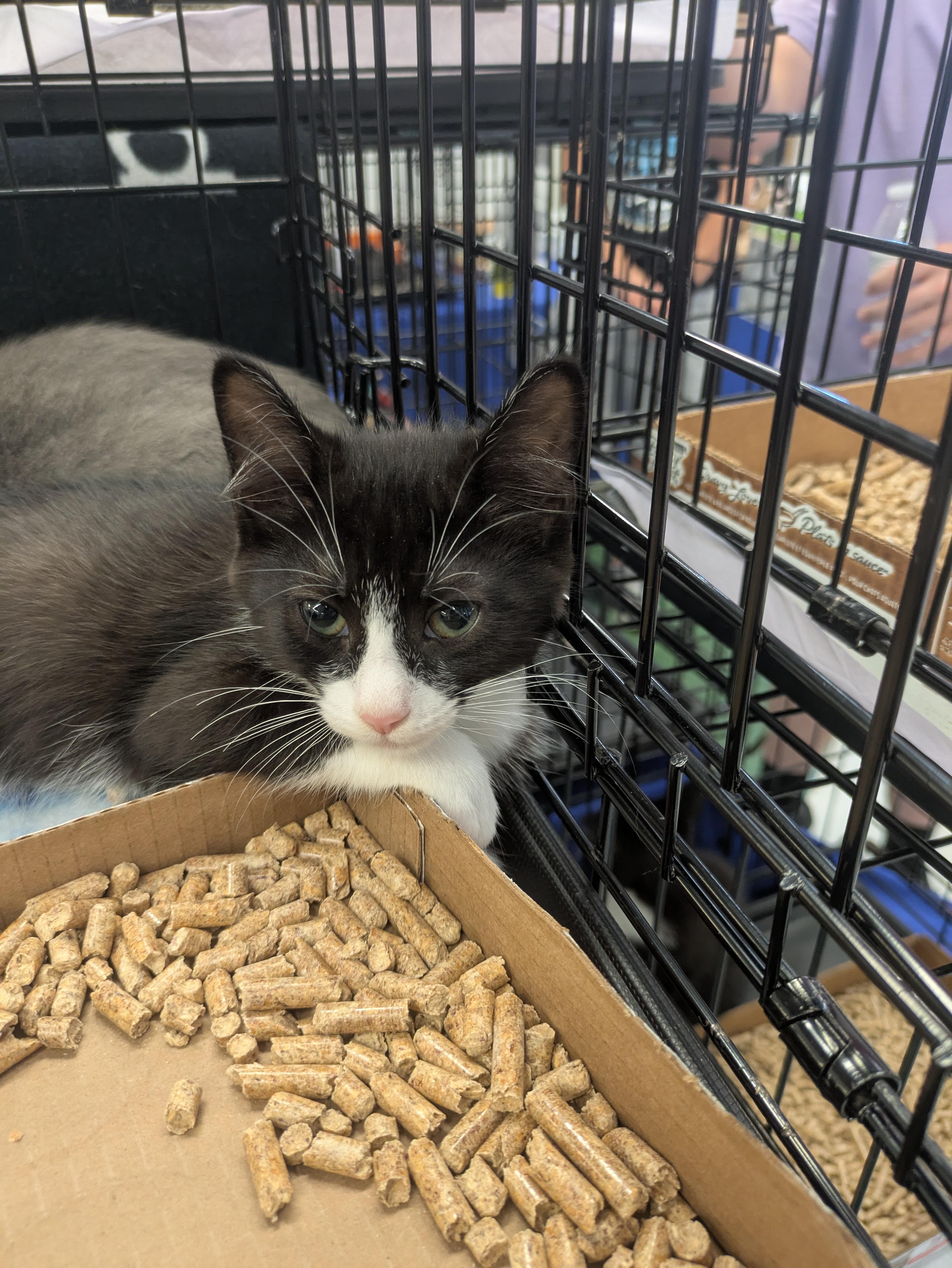 George Lazenby, Adoptable, Kitten Male Domestic Short Hair.