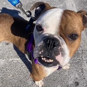 Marty, ADOPTABLE, Adult Male Bulldog.