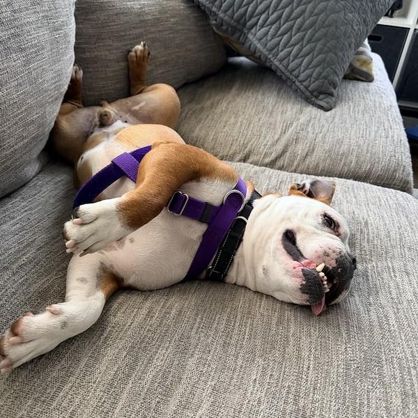 Enlarge Marty, an adoptable Bulldog in Chester, PA image 3/6