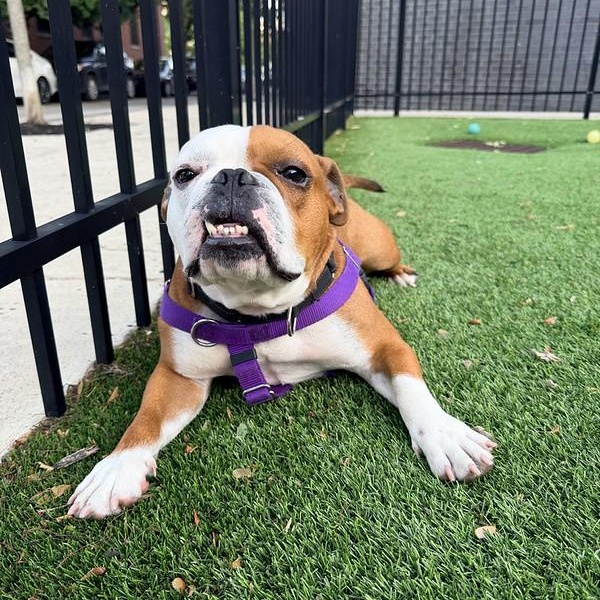Enlarge Marty, an adoptable Bulldog in Chester, PA image 2/6