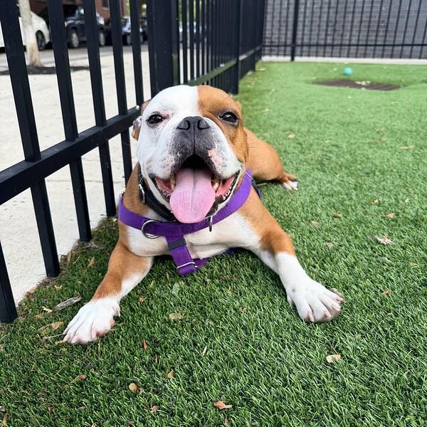 Enlarge Marty, an adoptable Bulldog in Chester, PA image 1/6