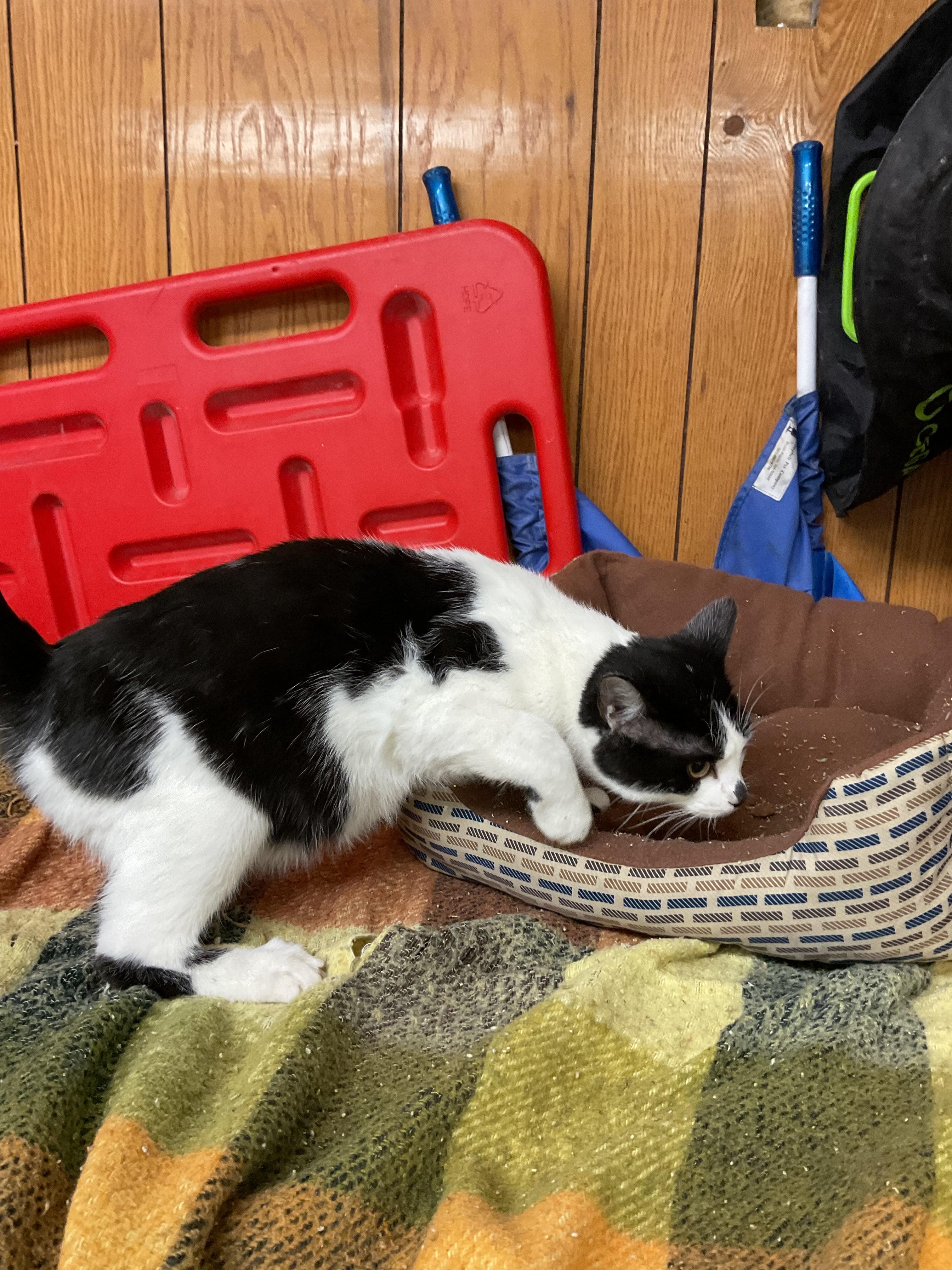 Donkey, Adoptable, Young Male Domestic Short Hair.