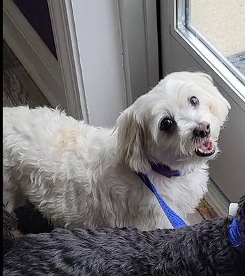 Woody, an adoptable Maltipoo in Marysville, OH, 43040 | Photo Image 1