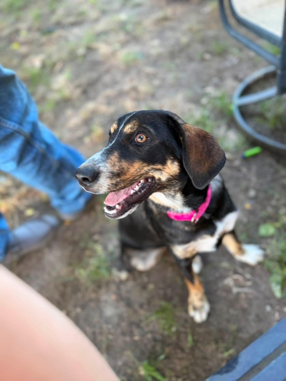 Sadie (Kendra-fostered in New England), a Adoptable mixed breed in Brooklyn, CT image 2/4
