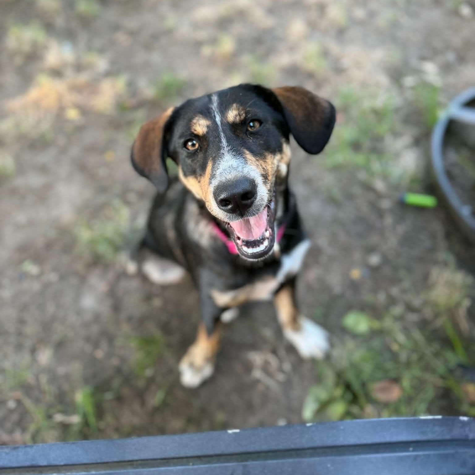 Sadie (Kendra-fostered in New England), Adoptable, Puppy Female Beagle & Labrador Retriever.