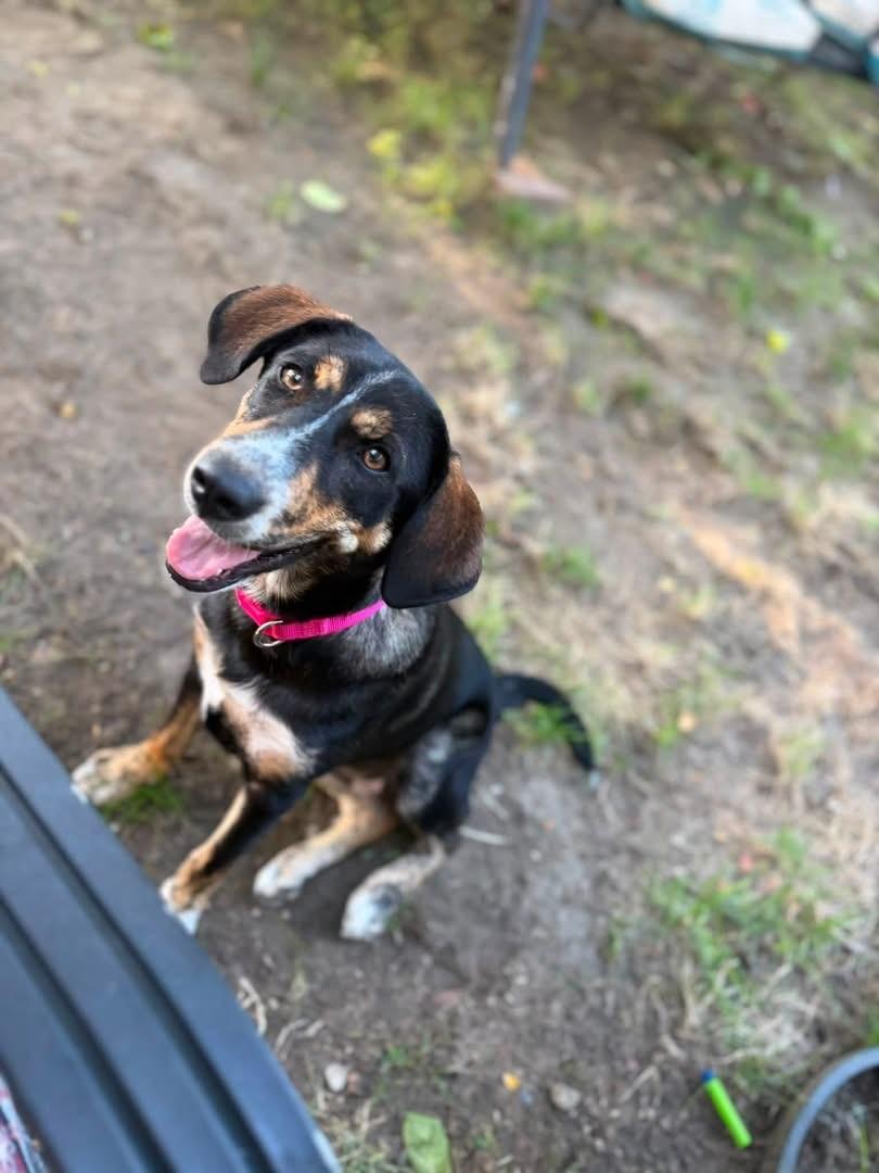 Sadie (Kendra-fostered in New England), a Adoptable mixed breed in Brooklyn, CT image 3/4