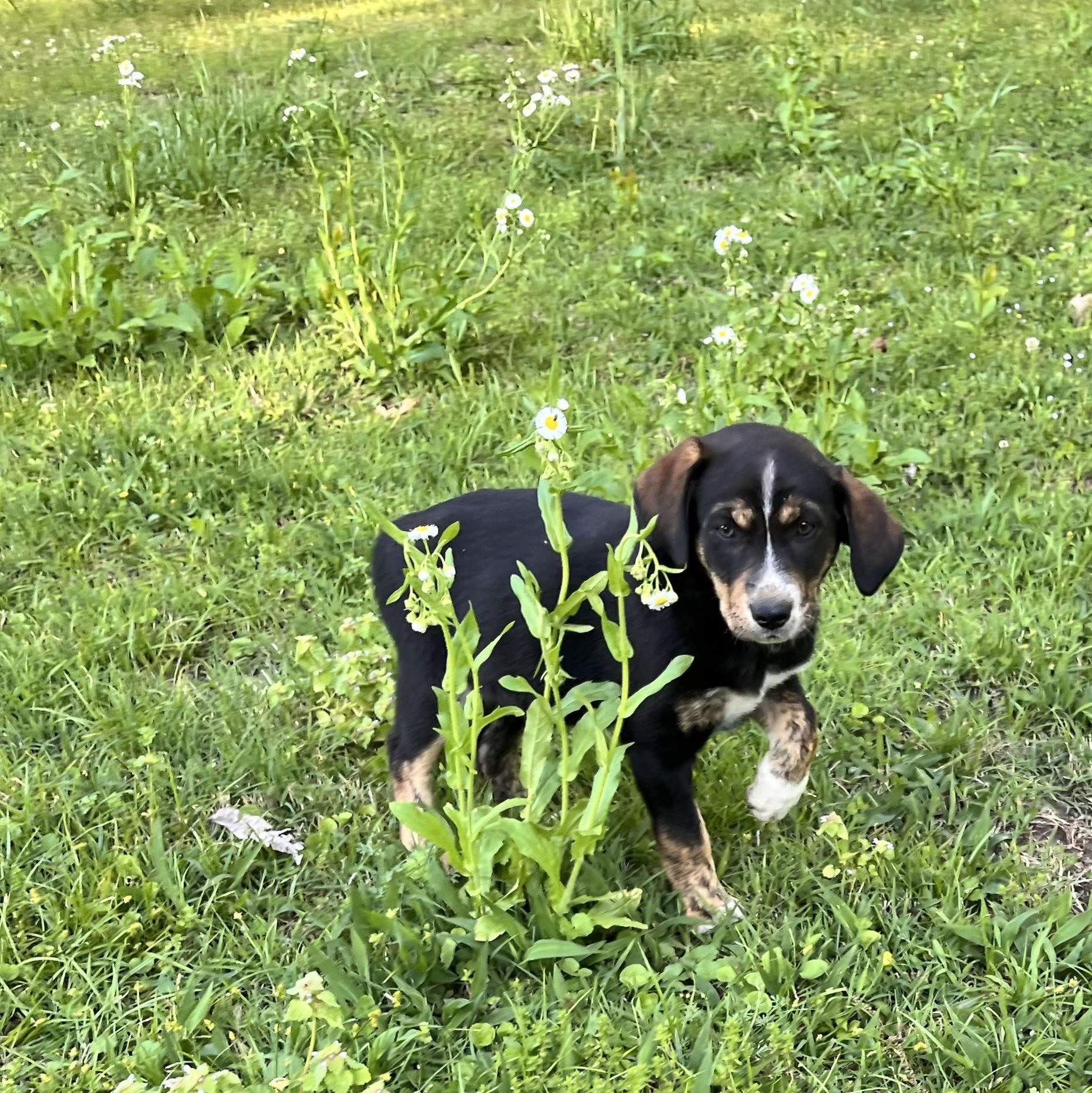 Enlarge Sadie (Peg-fostered in TN), a Adoptable mixed breed in Warwick, RI image 2/3