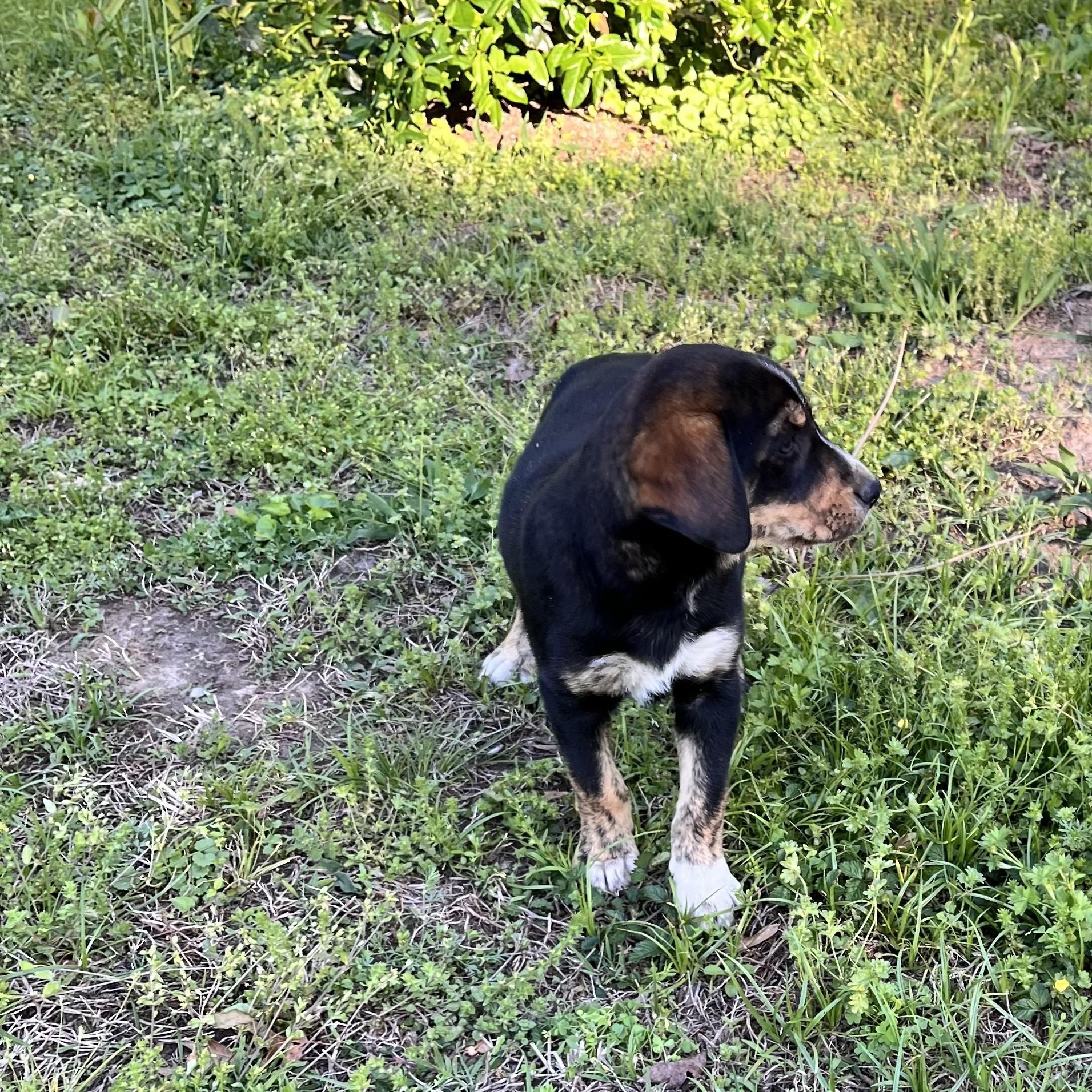Enlarge Sadie (Peg-fostered in TN), a Adoptable mixed breed in Warwick, RI image 3/3