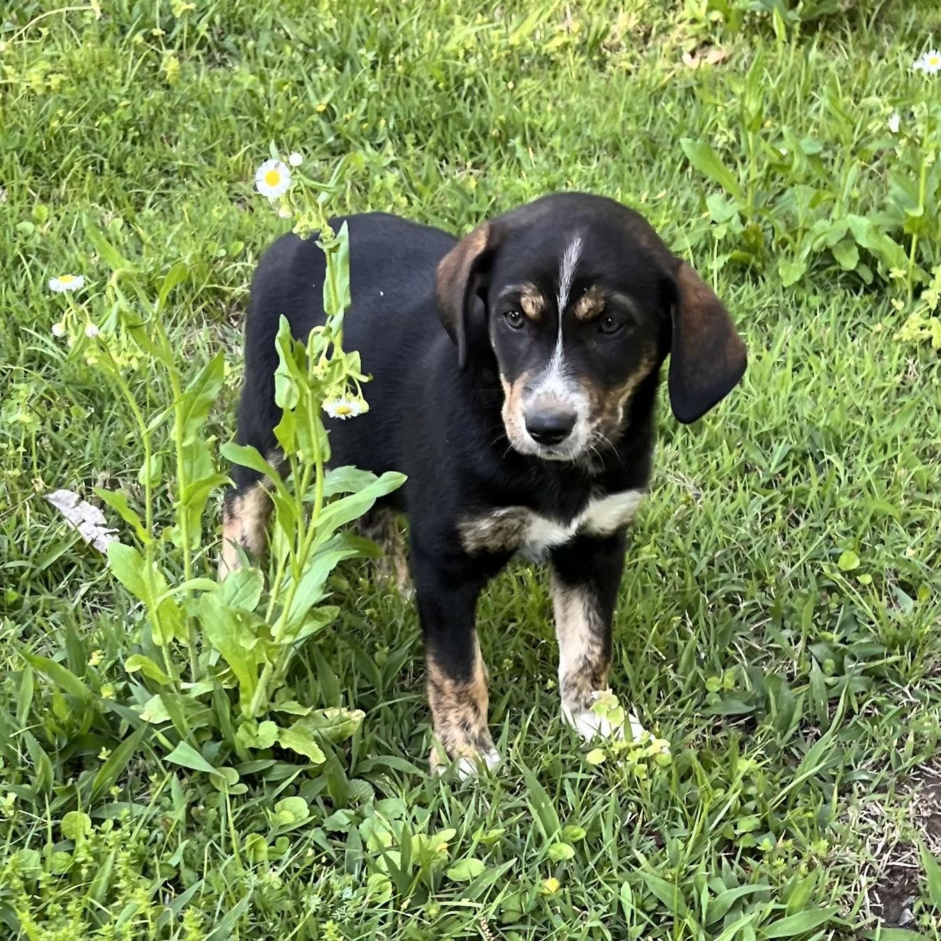 Sadie (Peg-fostered in TN), Adoptable, Puppy Female Husky & Labrador Retriever.
