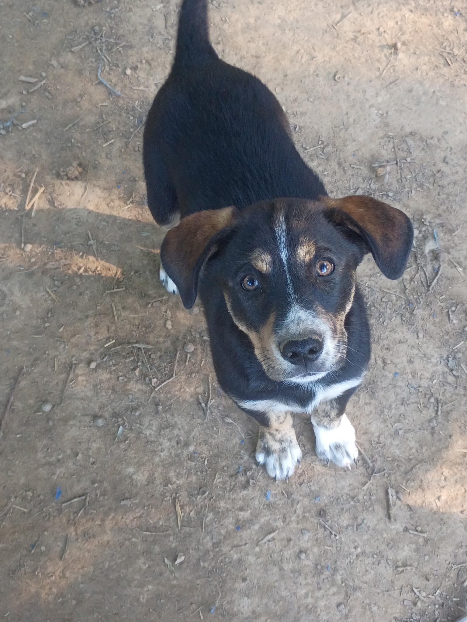 Sadie (Peg-fostered in TN), Adoptable, Puppy Female Husky & Labrador Retriever.