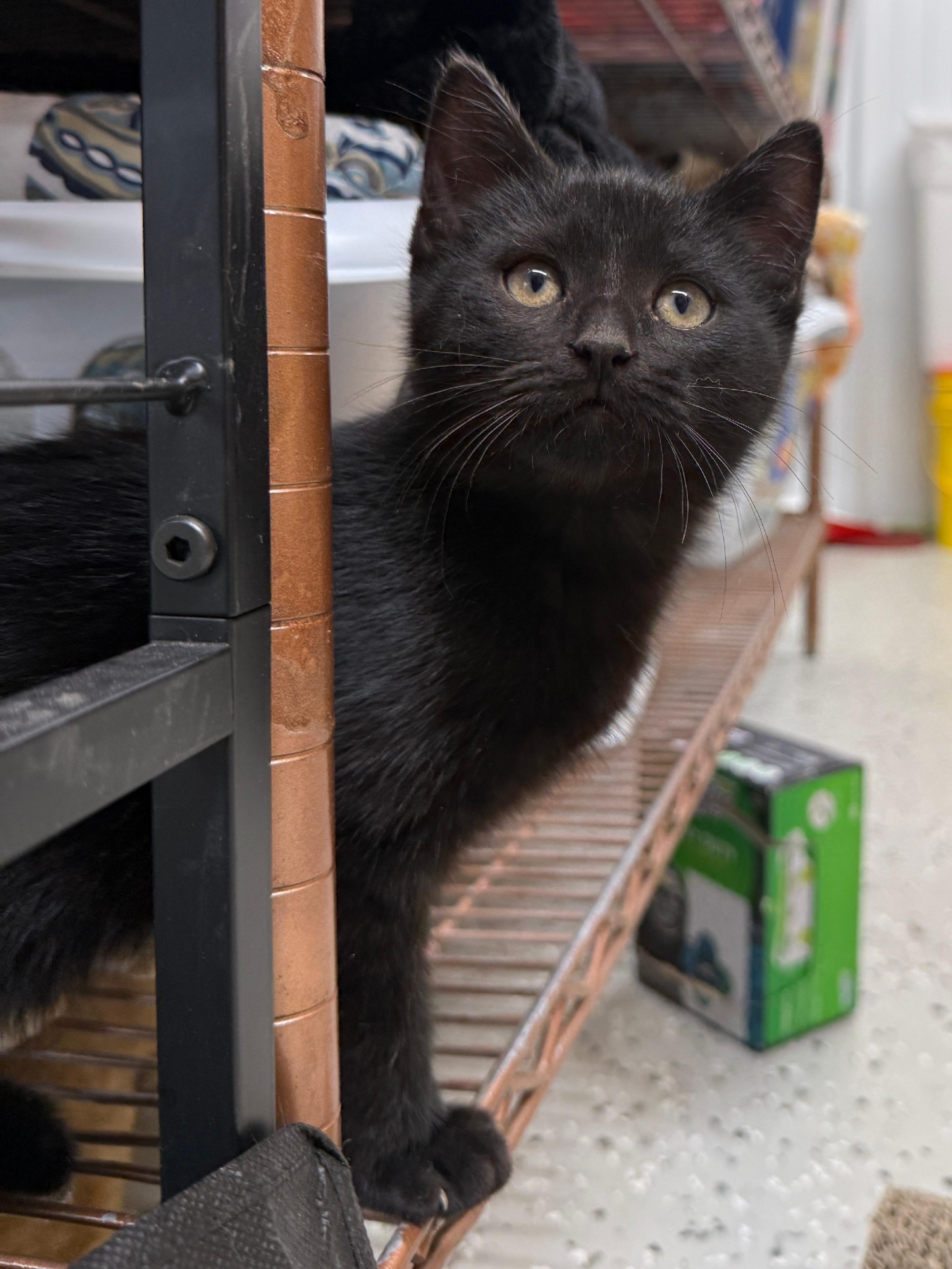 Onyx, Adoptable, Young Male Domestic Short Hair.