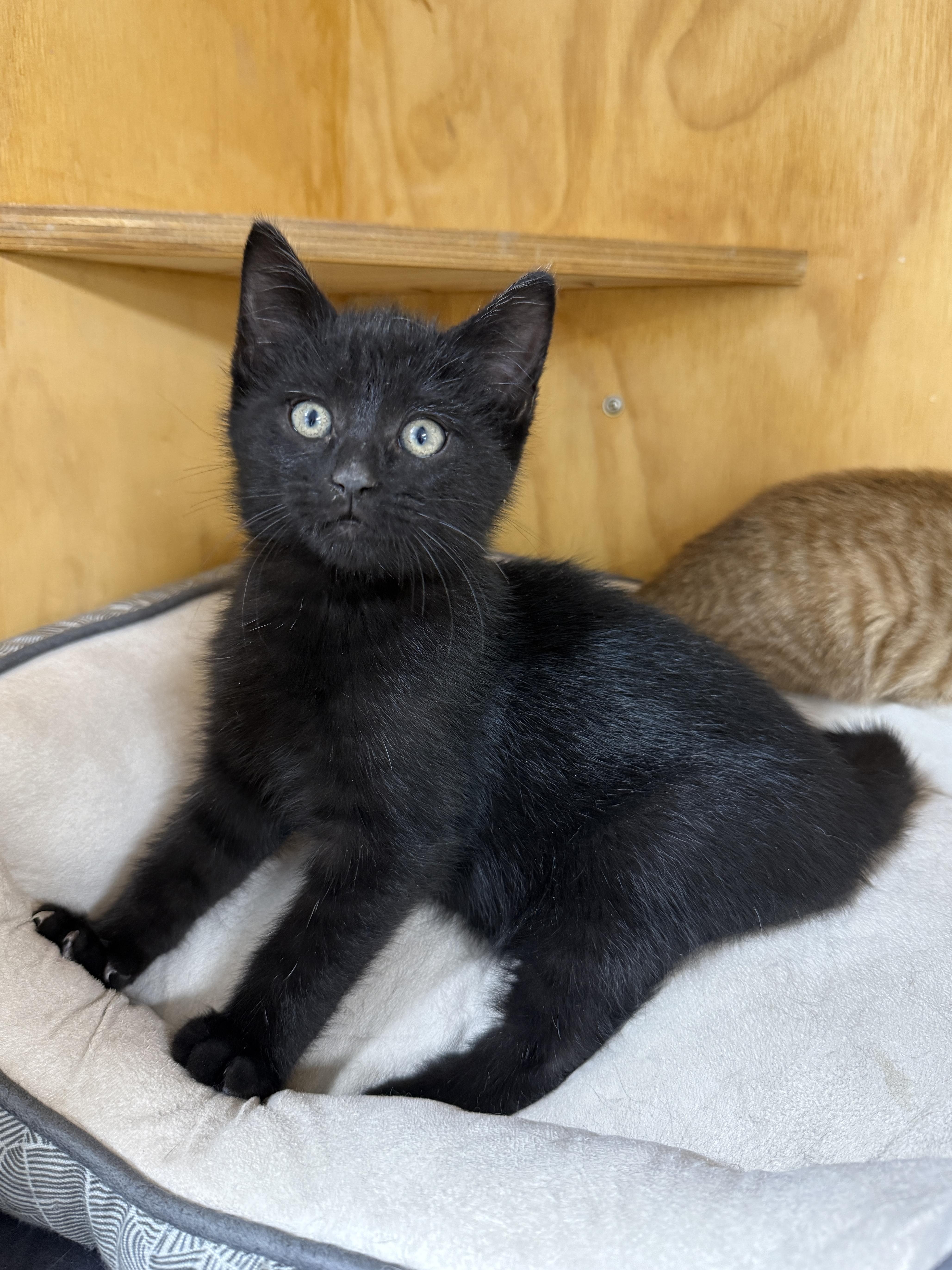 Onyx, a Adoptable Domestic Short Hair in Wautoma, WI image 2/2