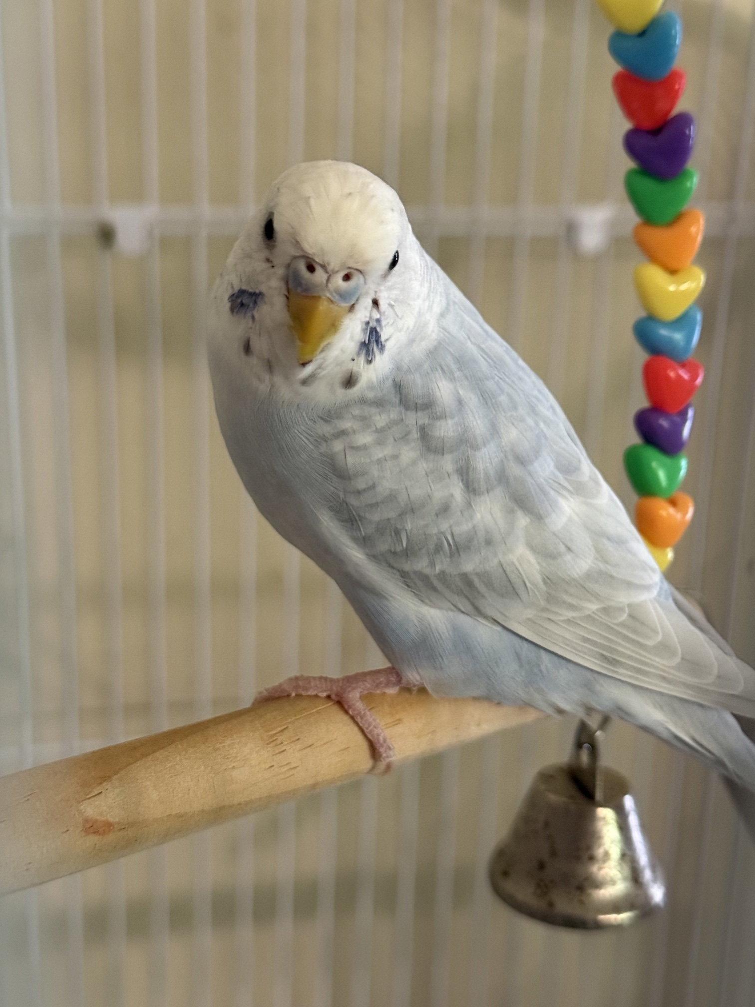 Enlarge Frankie, a Adopted Budgie / Budgerigar in Belford, NJ image 1/3