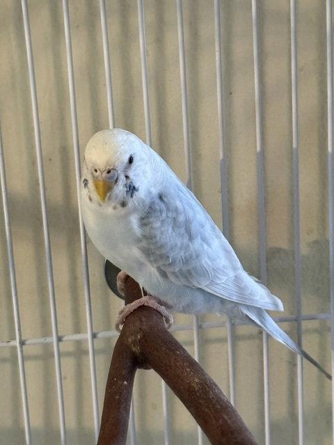 Enlarge Frankie, a Adopted Budgie / Budgerigar in Belford, NJ image 2/3