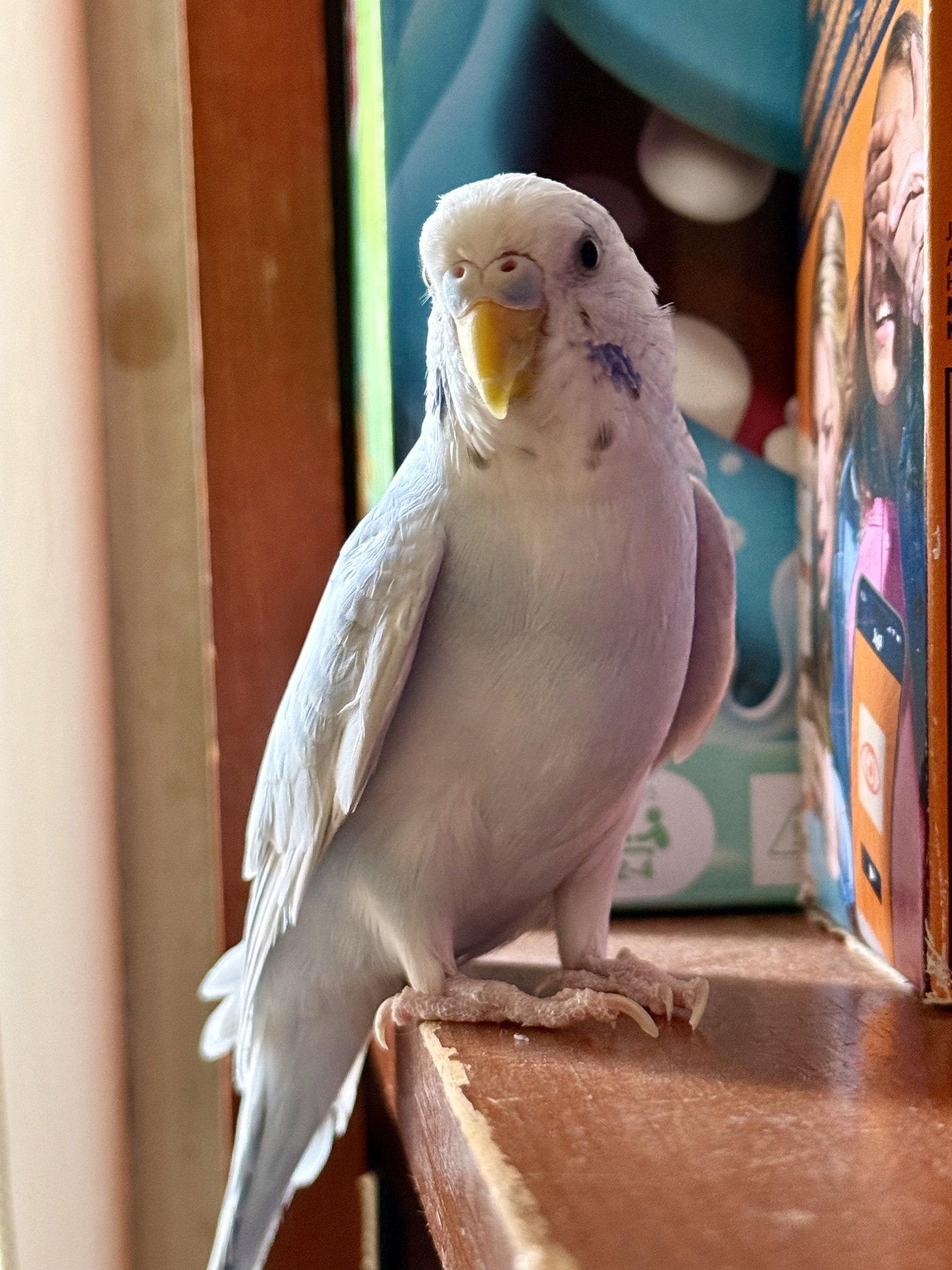Enlarge Frankie, a Adopted Budgie / Budgerigar in Belford, NJ image 3/3