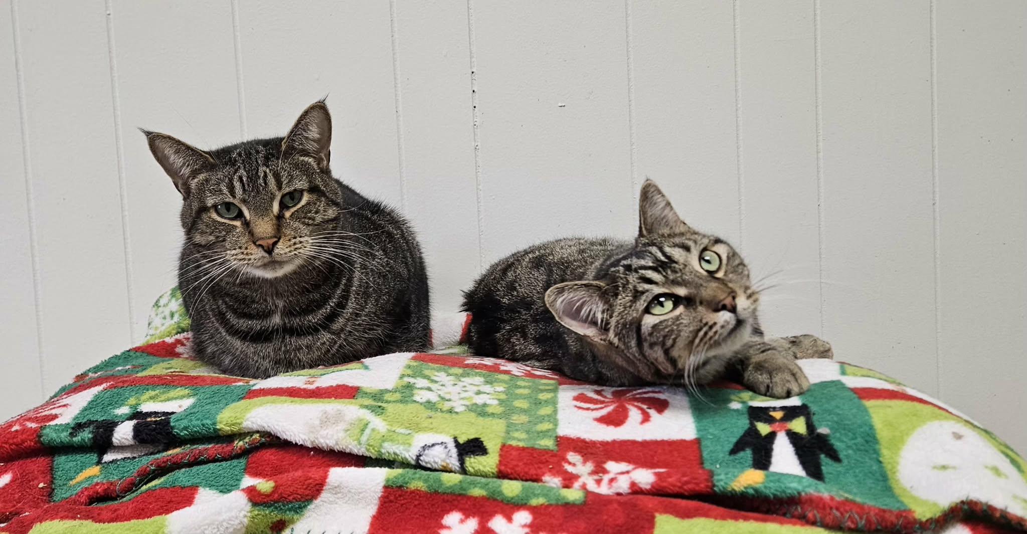 Enlarge Willie, a Adoptable Domestic Short Hair in Wapakoneta, OH image 4/5