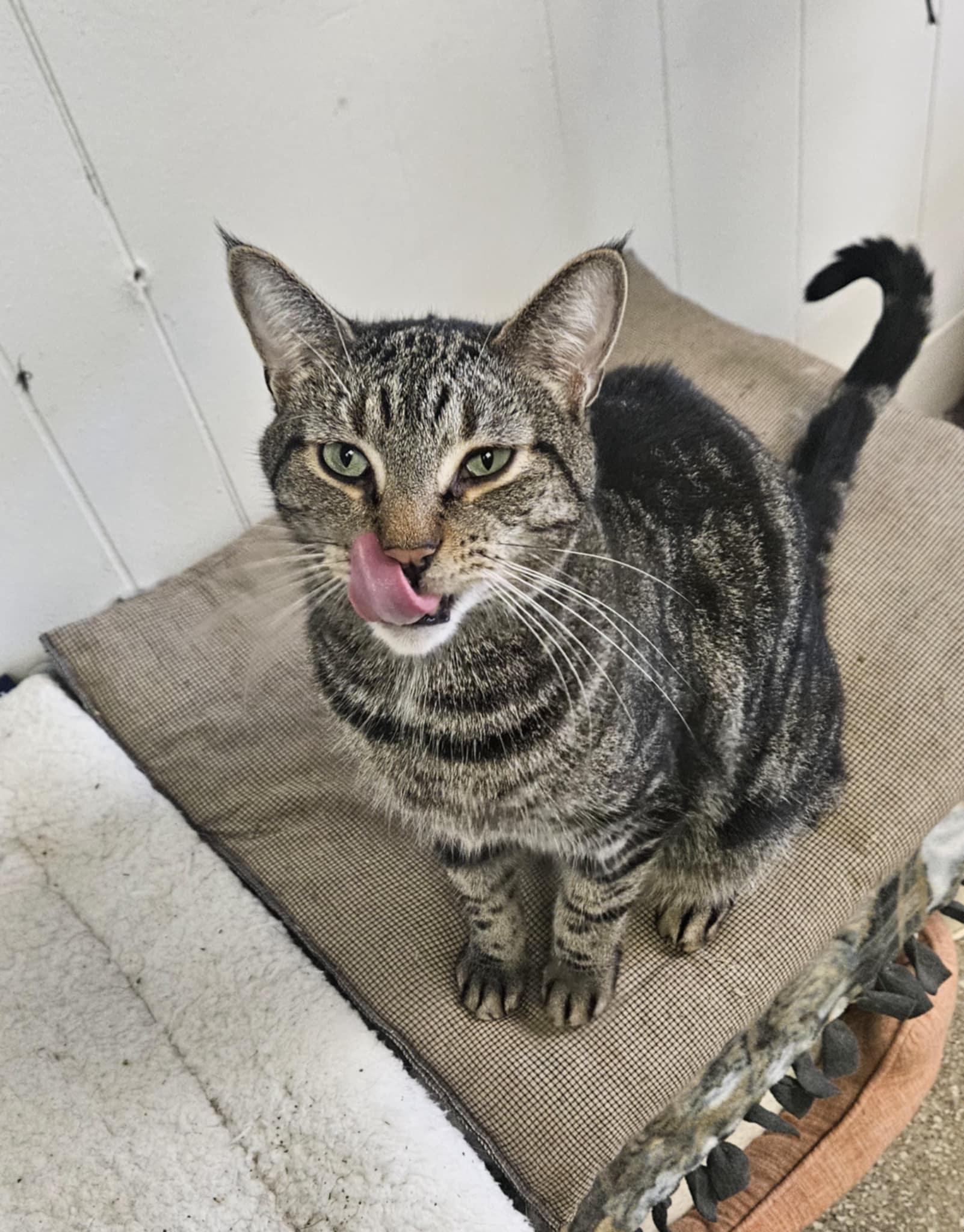 Willie, Adoptable, Adult Male Domestic Short Hair.