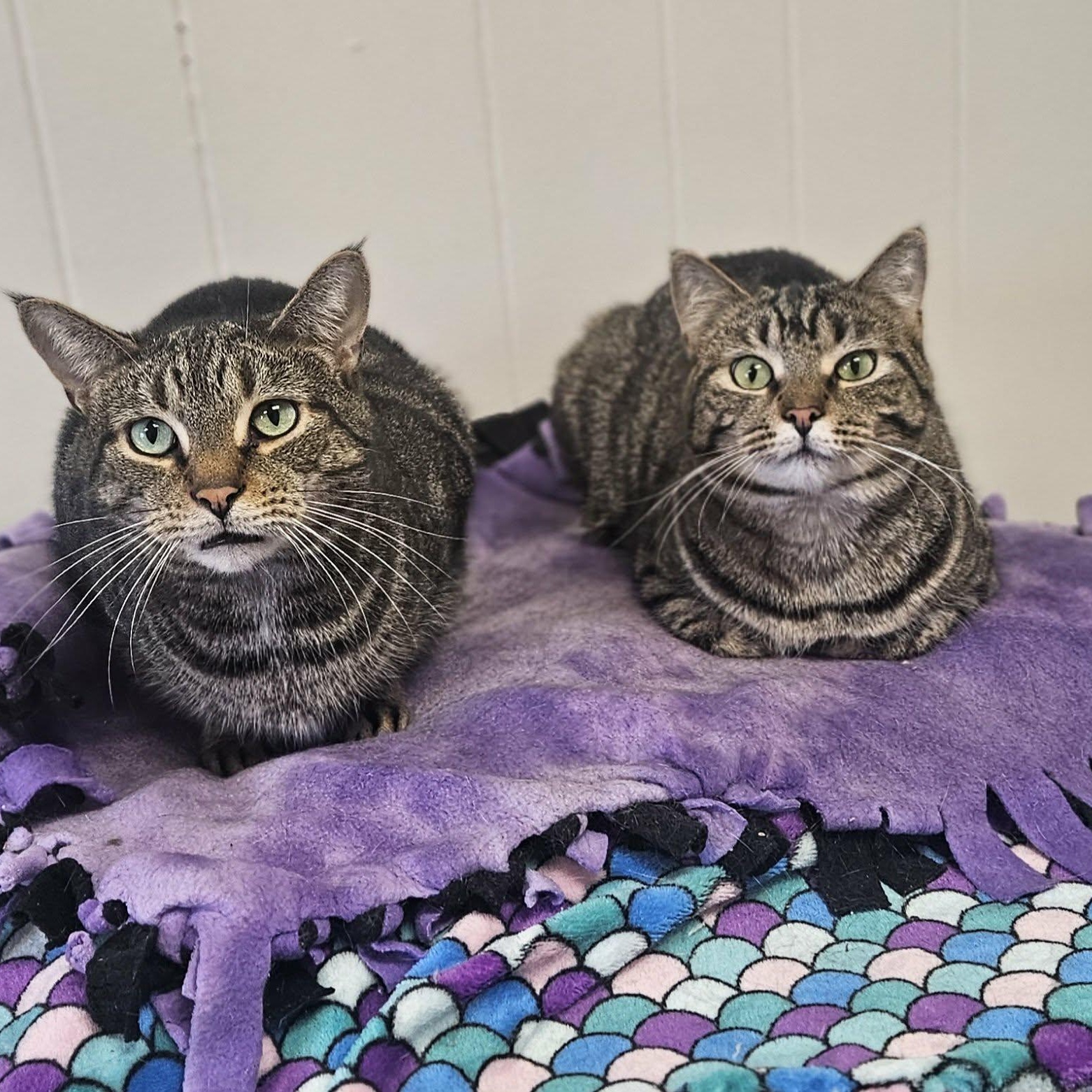 Enlarge Willie, a Adoptable Domestic Short Hair in Wapakoneta, OH image 6/6