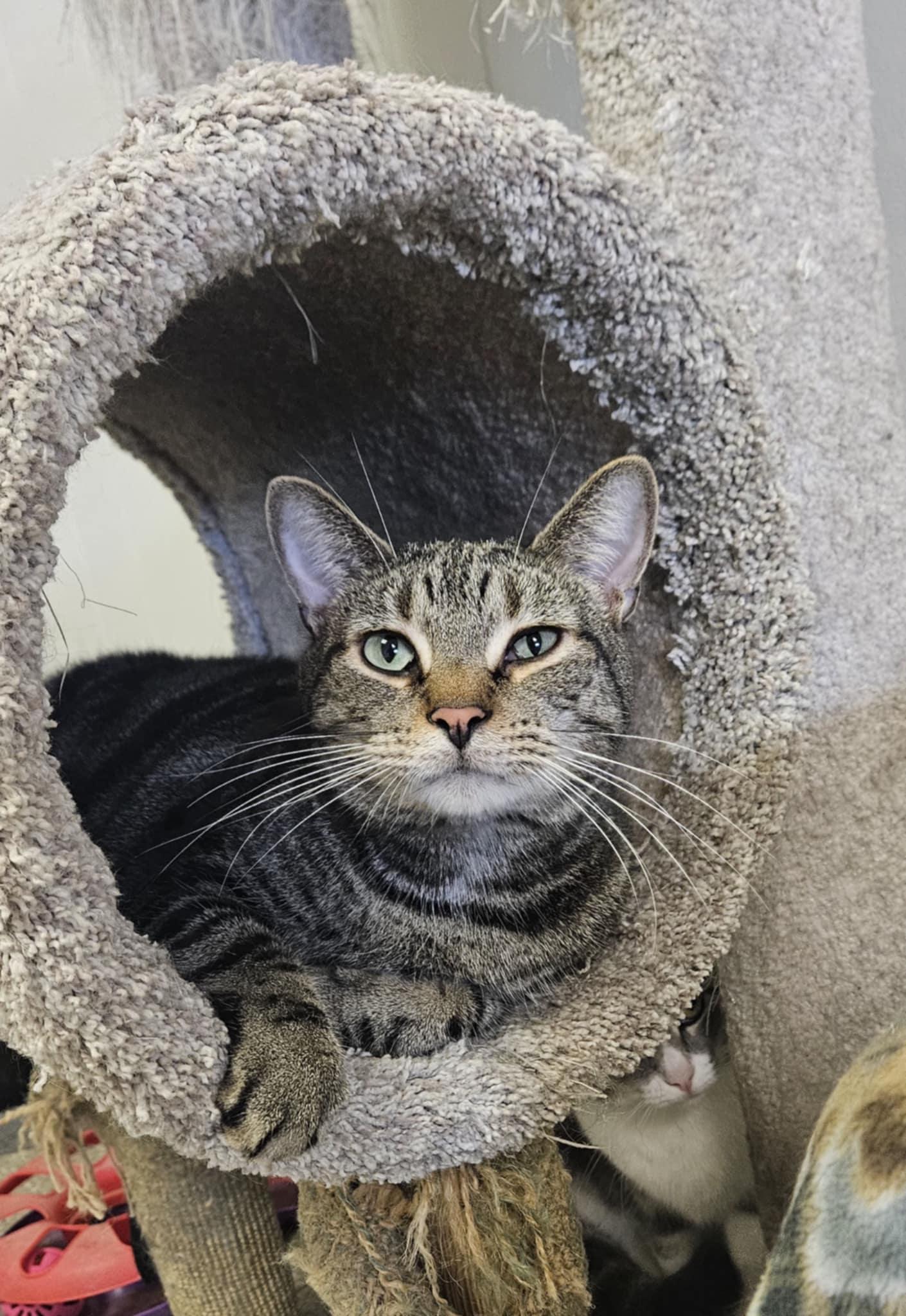 Willie, a Adoptable Domestic Short Hair in Wapakoneta, OH image 2/4