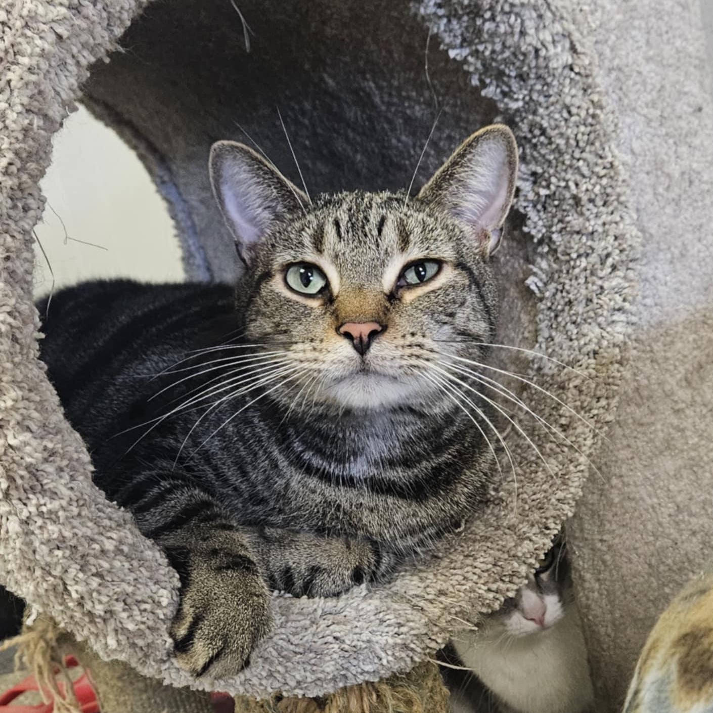 Enlarge Willie, a Adoptable Domestic Short Hair in Wapakoneta, OH image 1/5