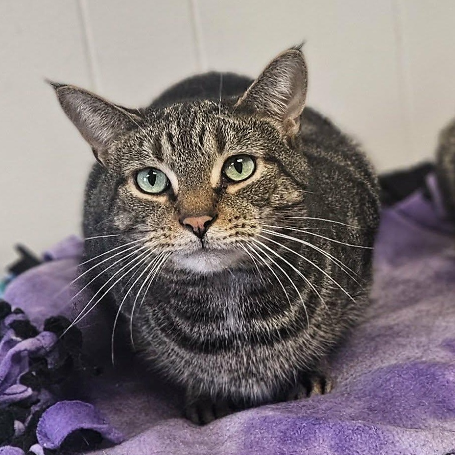 Enlarge Willie, a Adoptable Domestic Short Hair in Wapakoneta, OH image 1/6