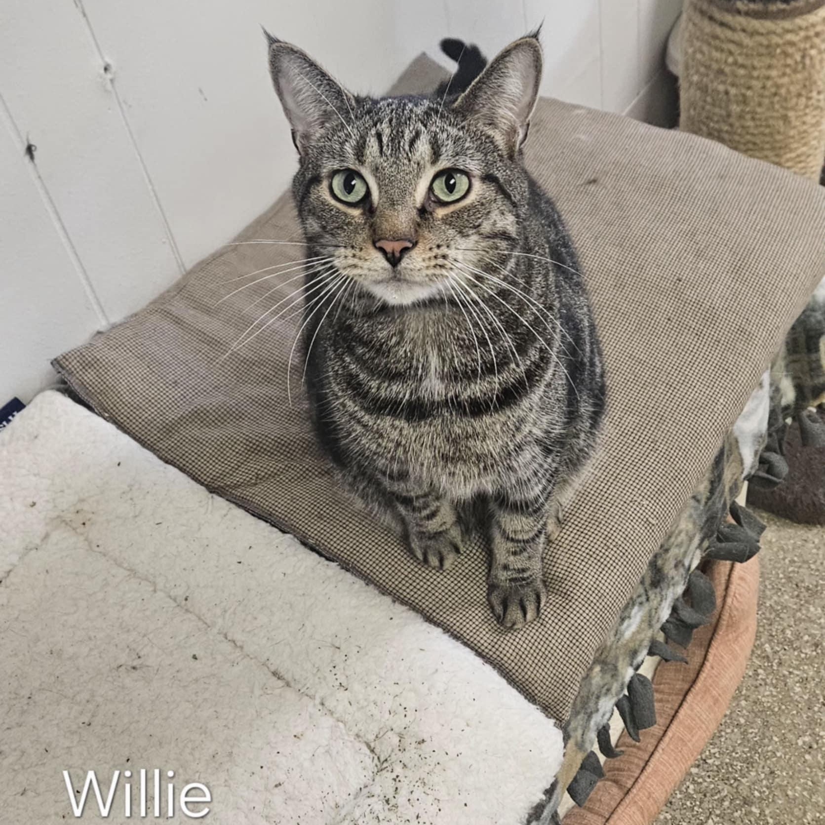 Willie, Adoptable, Adult Male Domestic Short Hair.