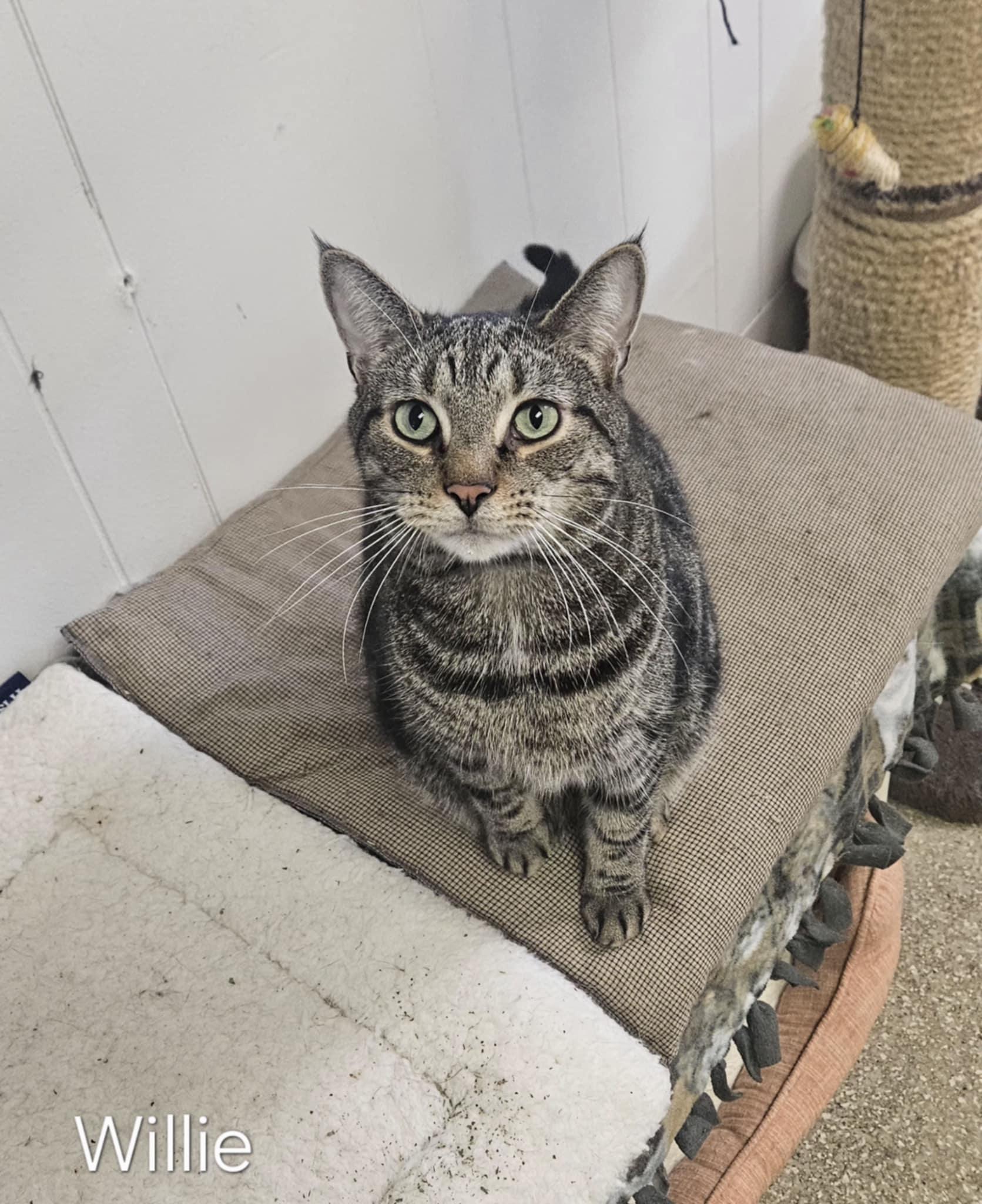 Willie, a Adoptable Domestic Short Hair in Wapakoneta, OH image 3/4