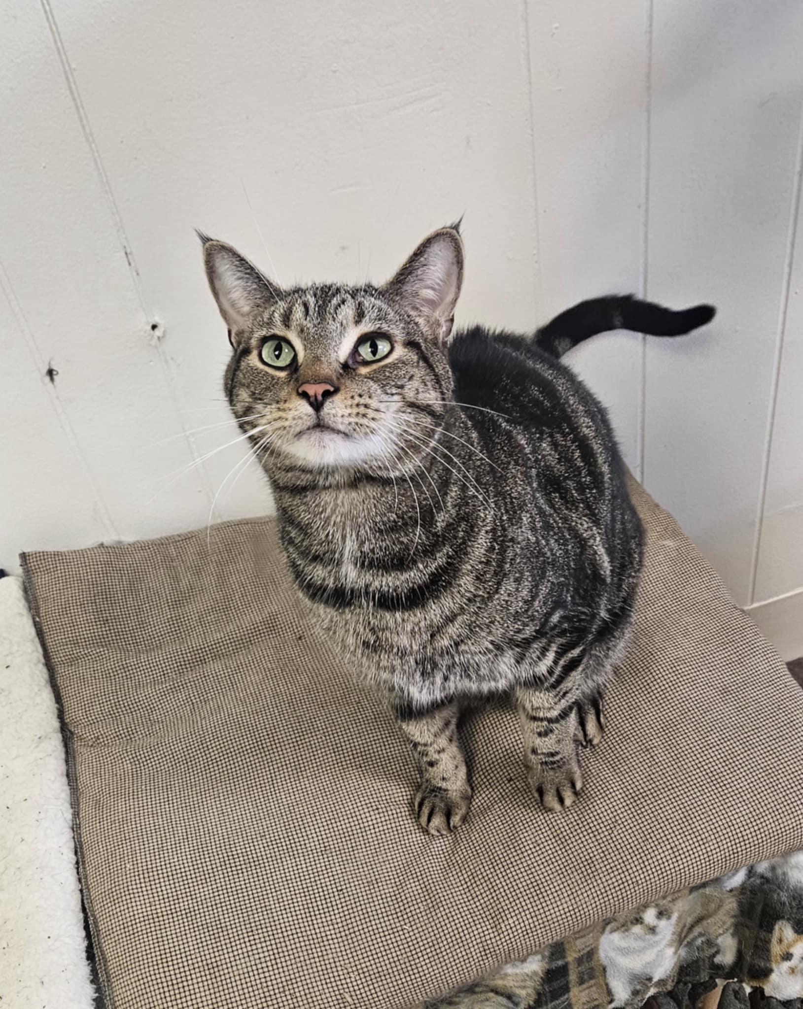 Willie, a Adoptable Domestic Short Hair in Wapakoneta, OH image 4/4