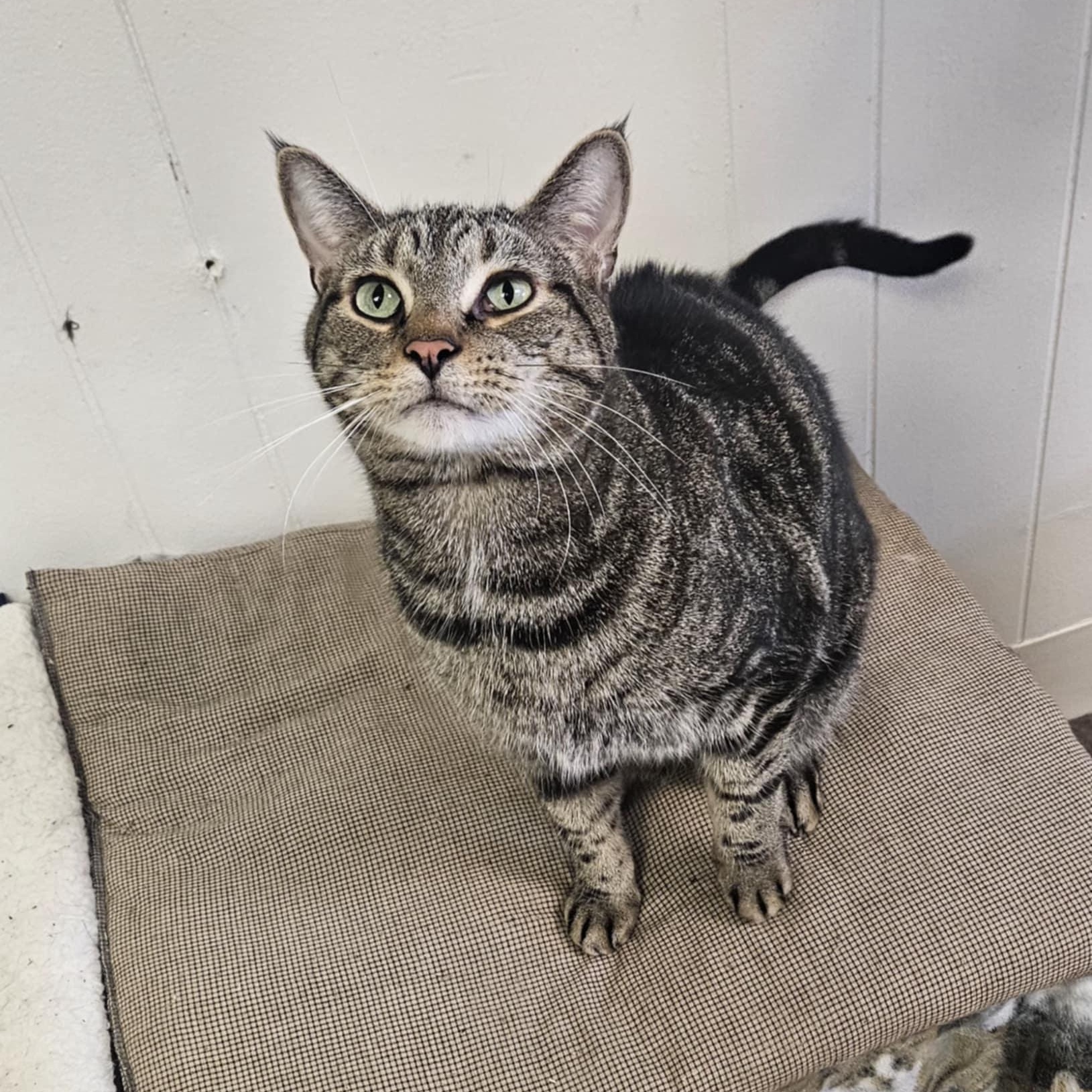 Enlarge Willie, a Adoptable Domestic Short Hair in Wapakoneta, OH image 3/5