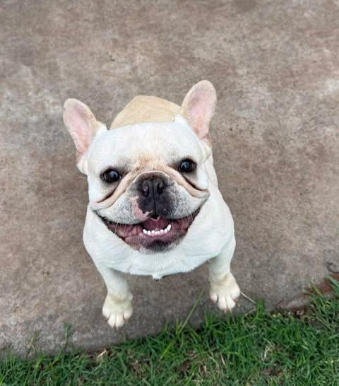 Enlarge Frankie, a ADOPTABLE mixed breed in Wichita Falls, TX image 2/3