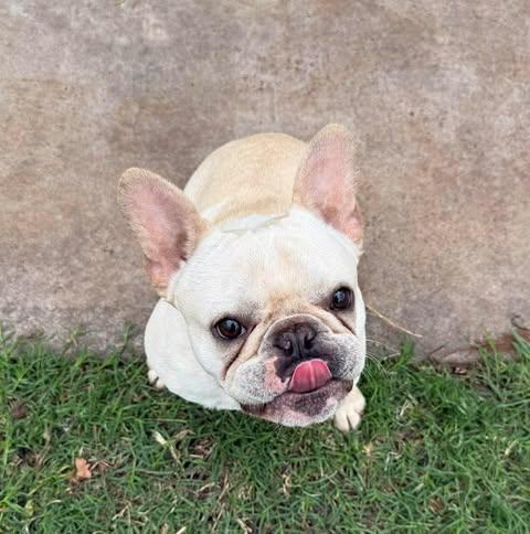 Enlarge Frankie, a ADOPTABLE mixed breed in Wichita Falls, TX image 3/3