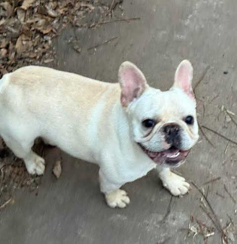Frankie, ADOPTABLE, Young Male French Bulldog.