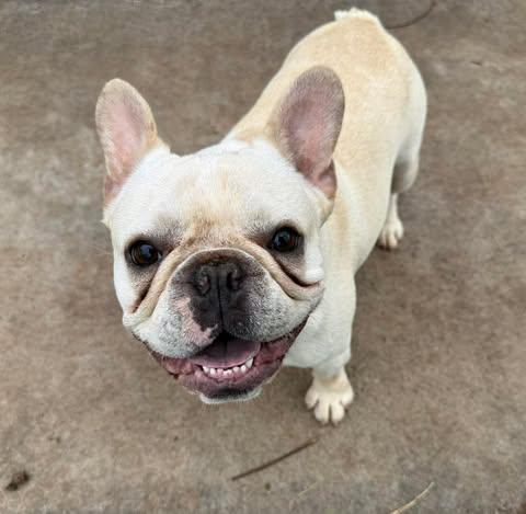 Enlarge Frankie, a ADOPTABLE mixed breed in Wichita Falls, TX image 1/3
