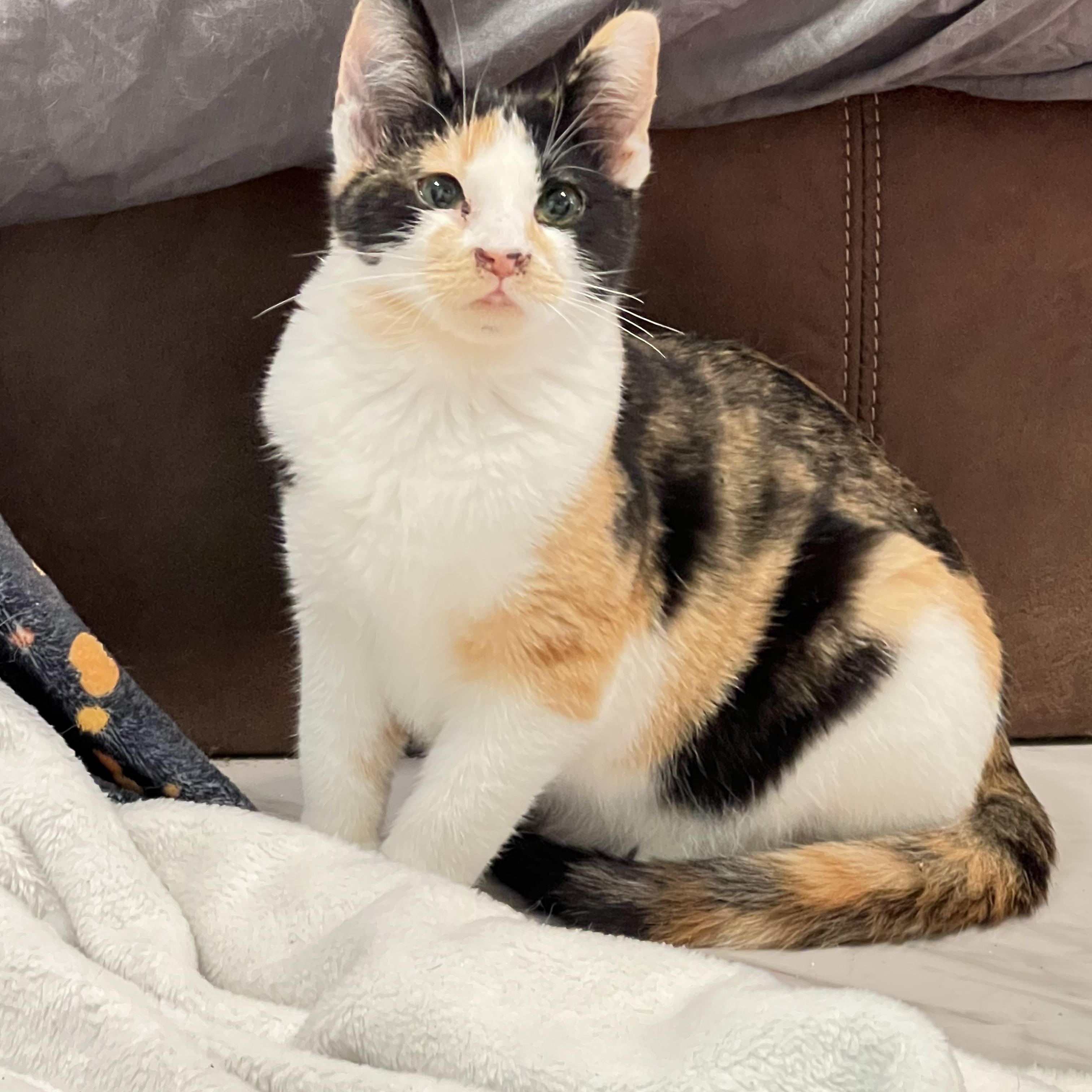Princess, Adoptable, Young Female Domestic Short Hair.