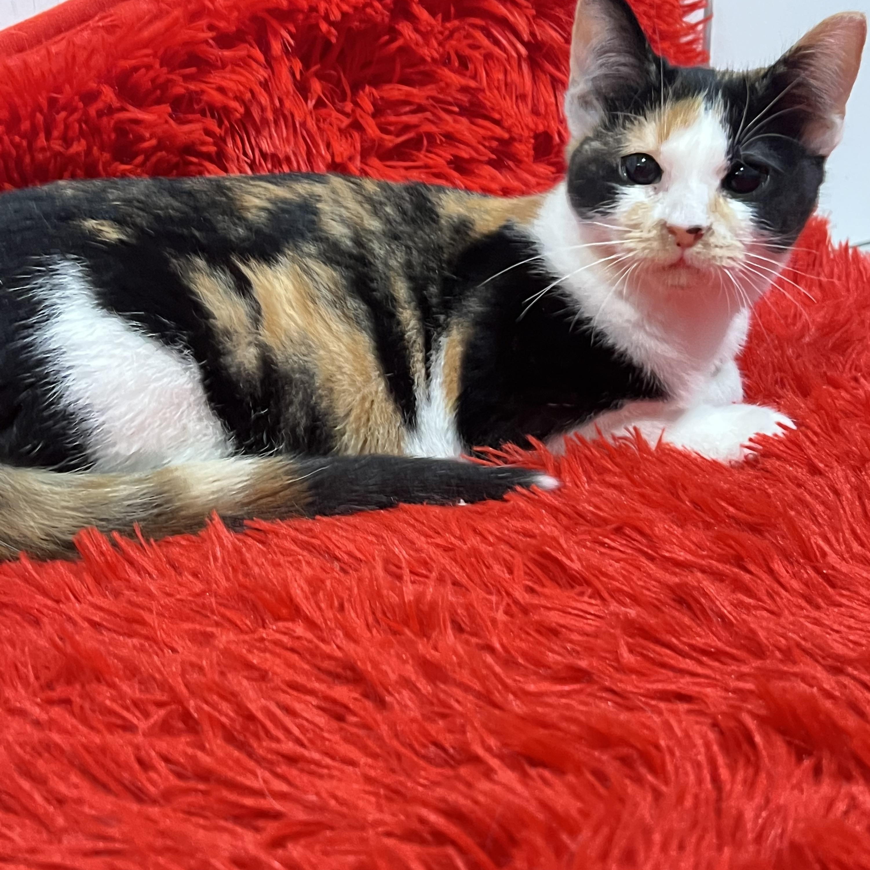 Princess, a Adoptable Domestic Short Hair in Mesa, AZ image 2/2
