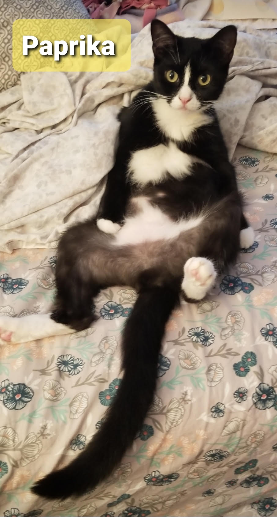 Paprika & Jammy (Female) - BONDED! Must Be Adopted Together!, Adoptable, Young Female Domestic Medium Hair.